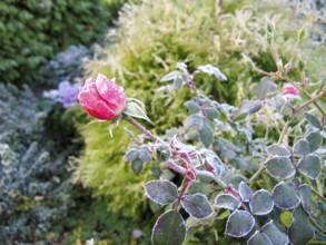 Winter in the garden. The first frost and frozen pink rose