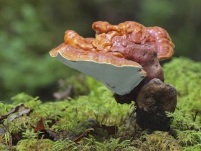 Red Reishi (Ganoderma lucidum), commonly known as Ling Zhi in Chinese, is a herbal mushroom known