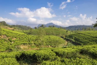 Tea plantation near the town Nuwara Eliya, approx 1900m above sea level. Tea production is on of
