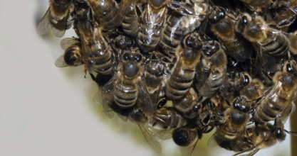 |European Honey Bee (apis mellifera), Black Bees Shaping a Bunch, Begenning of a Swarm, Bee Hive in