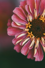 Pink red zinnia flower closeup, natural macro background, copy space