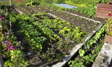 Farm Garden Salad and Vegetables, Matterhorn Gotthard Railway