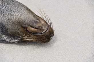 Sleeping Galápagos sea lion (Zalophus wollebaeki), eared seal, Puerto Chino beach, Isla San
