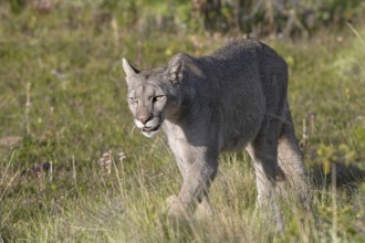 Cougar (Cougar concolor), silver lion, mountain lion, cougar, panther, small cat, Torres del Paine