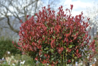 Photinia × fraseri 'Rotkehlchen'