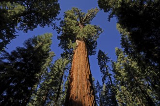 Sequoia, sequoia tree, giant sequoia, giant sequoia, USA, California, Sierra Nevada, (Sequoia