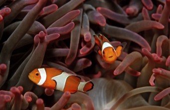 Two orange skunk clownfish, Amphiprion ocellaris, Bali, Indian Ocean, Indonesia