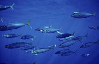 Herring mackerel, Decapterus sp., Mexico, Pacific Ocean, Guadalupe