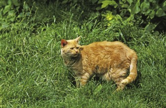 Red Domestic Cat, Adult standing on Grass