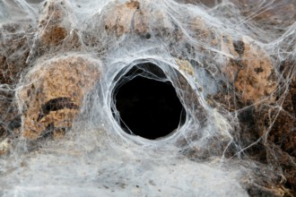 Terrarium, web of a tarantula, spider web