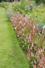 (Persicaria (Polygonum affine) affinis) (Bistorta affinis), carpet knotweed, snail knotweed