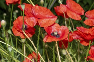 Poppy field after the rain