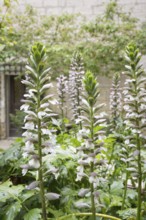 Acanthus mollis (Acanthus Mollis)