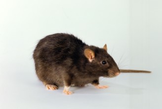 Colour rat
