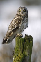 Short-eared Owl (Asio flammeus), Lower Saxony, Germany