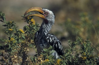Eastern Yellow-billed Hornbill (Tockus flavirostris)