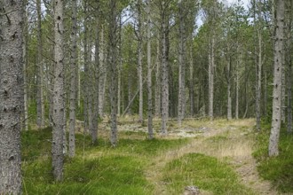 A peaceful path winds through a light-flooded forest with green grass Dune forest, Skiveren,