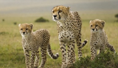 AI generated, animal, animals, mammal, mammals, biotope, habitat, edrei, cheetah and two young