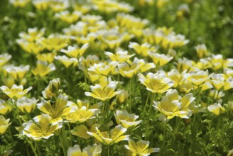 Marsh flower, poached egg plant