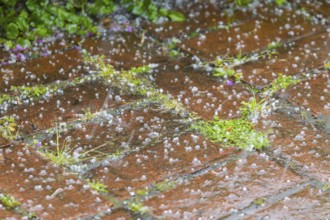 Storm over Bannewitz Hailstones on brick pavement, Bannewitz, Saxony, Germany