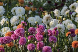 Flower field with various colourful dahlia blossoms in full bloom, legden, Münsterland, germany