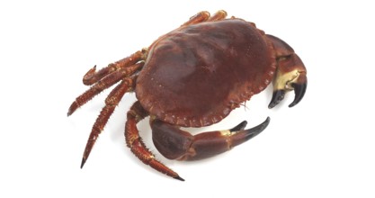 Edible Crab (cancer pagurus) against White Background