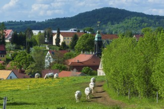 Cows on the pasture in Reinhardtsgrimma