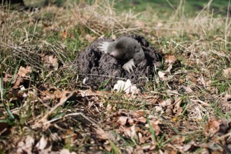 Mole comes from underground