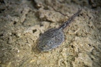 Yellow-bellied toad (Bombina variegata), a tadpole in the spawning water, Stolberg, Germany