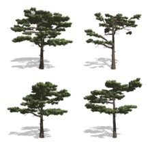 Pine trees, isolated on white background