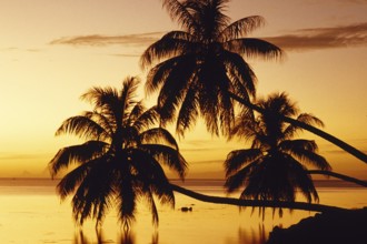 Palm trees in front of sunset, Moorea Island
