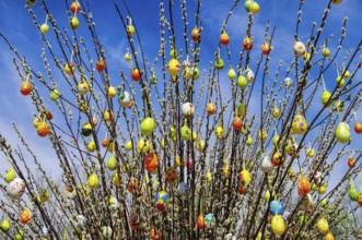 Easter shrub willow, easter shrub willow 01