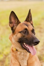 Malinois portrait in front of a green background