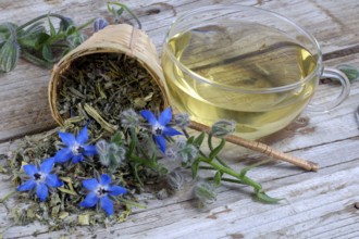 Cup borage tea (Borago officinalis), borage, dried