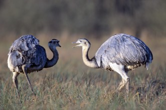 Nandus foraging in the Wakenitz lowlands (greater rhea (Rhea americana)