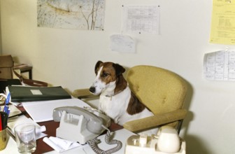 Smooth Haired Fox Terrier, Dog at Office