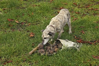 TRUFFLE DOG, TRUFFLE MOLLS IN DROME IN FRANCE