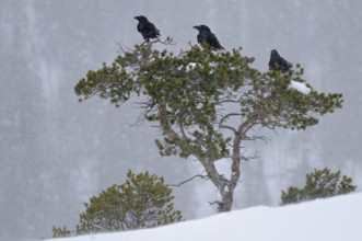 Common ravens (Corvus corax) in winter, Norway