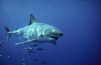 Great white shark, Carcharodon carcharias, South Africa, Dyer Island, Gansbaai, Atlantic Ocean