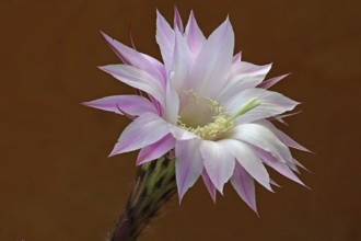 Echinopsis oxygona (Echinopsis oxygona)