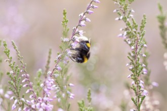 Large earth bumblebee, foraging on common heather (Calluna vulgaris), Döberitzer Heide nature