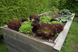Salads in a raised bed, garden bed, garden, vegetable harvest, hobby garden, hobby gardening,