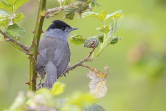 Blackcap (Sylvia atricapilla), Fauvette à tête noire, Curruca Capirotada, Branch, branch, Ormoz