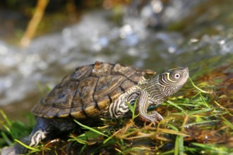 Mississippi map turtle (Graptemys pseudogeographica kohnii)