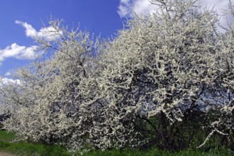 Blackthorn (Prunus spinosa) hedge, Germany