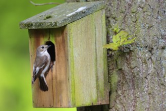Animals, birds, songbirds, pied flycatcher, (Ficedula hypoleuca), biotope, habitat, perch,
