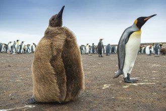 King penguins (Aptenodytes patagonicus) with chicks in a colony, Volunteer Point, Falkland Islands,