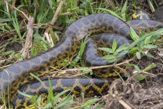 Yellow anaconda (Eunectes notaeus), also known as Paraguay anaconda or southern anaconda, boa
