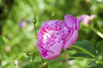 Flowers of pink peony in the home garden. Pink images of peony with green backdrop.