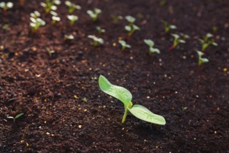 Zucchini plant from seedlings in an orchard urban garden